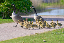 Flock Or Family Of Canada Geese With Group Of Goslings Crossing The Gravel Road In Helsinki, Finland On Sunny Evening In May 2020.