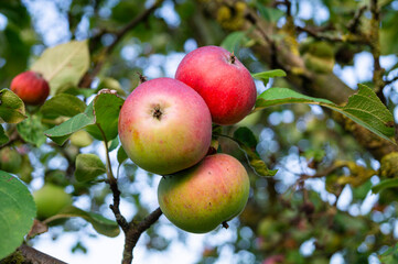 Apples on tree