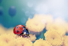 Ladybug On Tansy Flower. Macro Shot, Low Shallow Focus