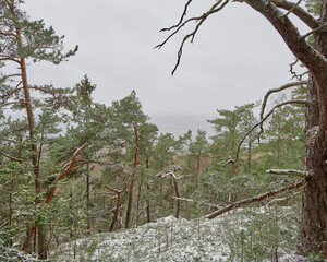 Wall Mural - View of the sea with a pine forest in the foreground with snow on the ground