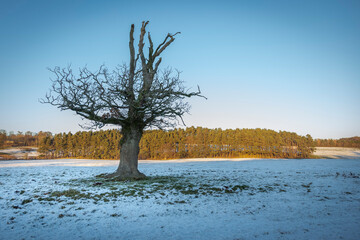 Wall Mural - lone tree in the snow