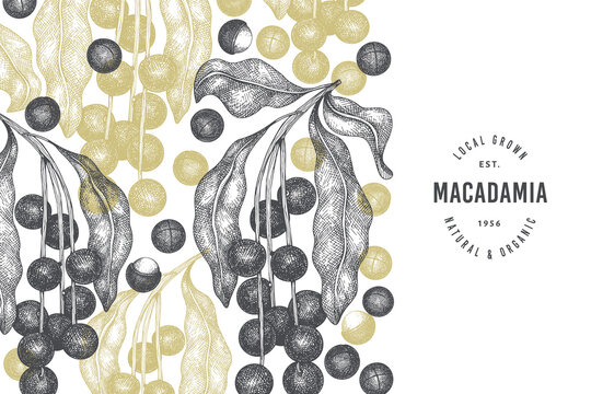 Hand drawn macadamia branch and kernels design template. Organic food vector illustration on white background. Retro nut illustration. Engraved style botanical banner.