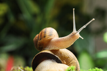 Common garden snails on blurred background, closeup