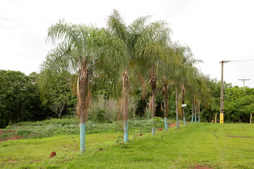 Poster - Queen Palms in the Open parking of the jump of the river apore