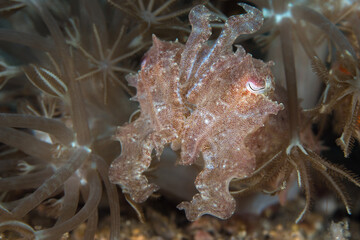 Wall Mural - Papuan cuttlefish hiding in coral reef - Sepia papuensis