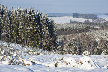 Poster - neige hiver paysage Belgique Wallonie Gaume Ardenne bois foret