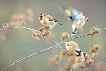 Wall Mural - European goldfinch bird, Carduelis carduelis, perched eating seeds during Springtime season