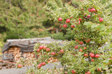 Red apple tree with lots of fruits on it