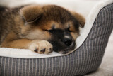 Fototapeta Psy - Adorable Akita Inu puppy in dog bed indoors, closeup