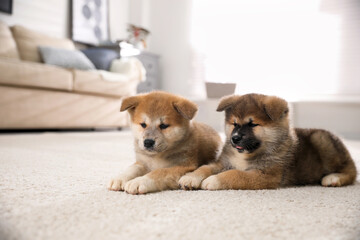 Sticker - Adorable Akita Inu puppies on carpet indoors