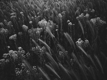 Black White Photo Of A Field.