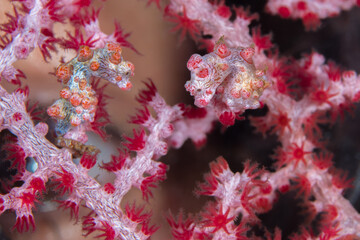 Wall Mural - Female scuba diver looking at pygmy seahorse on coral reef -  Hippocampus bargibanti