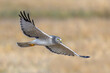 Male Northern harrier AKA grey ghost in flight during golden hour 