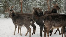 A Herd Of Deer Is Relaxing In A Forest Clearing In Snowy Winter Forest. Red Deer, Cervus Elaphus, Wildlife