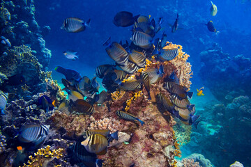 Wall Mural - colony of Zebrasoma desjardinii or the indian sailfin doctor fish colorful underwater coral reef. marine animal wildlife ocean sea background