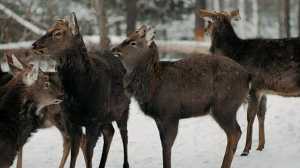a herd of deer is relaxing in a forest clearing in snowy winter forest. red deer, cervus elaphus, wi