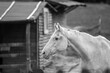 Stary biały koń na tle drewnianego domku