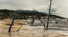 Panorama Shot Of Dead Tree In Mammoth Hot Springs In Yellowstone National Park In America