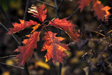 Fototapeta Krajobraz - red maple leaves