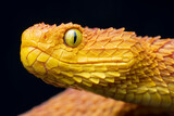 Close-up of a venomous Bush Viper snake