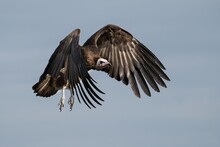 A Hooded Vulture In Flight In The Great Wildebeest Migration.