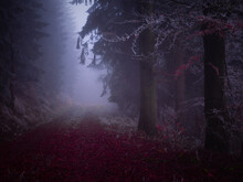 Mysterious Foggy Forest Covered With Rime In Late Autumn. Forest Road Covered With Colourful Leafs,fog,trees Covered With Rime, Gloomy Autumnal Landscape. Jeseniky Mountains, Eastern Europe, Moravia. 