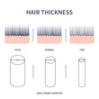 Hair thickness types classification set. Skin cross-section with fine, normal, thick strands. Anatomical structure linear scheme. Outline vector illustration.