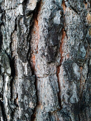 Old wood bark texture or background. Red pine tree