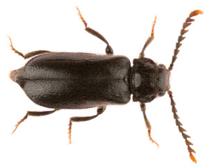 Wall Mural - Drilus concolor is a species of beetle in the family Elateridae and the genus Drilus. Click beetle Drilus concolor isolated on white background, dorsal view.