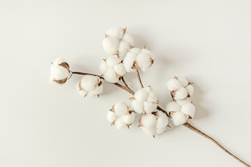 cotton branch on white background