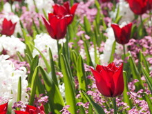 Red Tulips With White And Pink Flowers