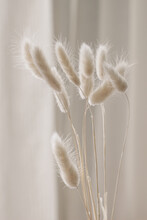 Close-up Of Beautiful Creamy Dry Grass Bouquet. Bunny Tail, Lagurus Ovatus Plant Against Soft Blurred Beige Curtain Background. Selective Focus. Floral Home Decoration. Vertical.