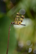 Close-up Of Halloween Pennant Dragonfly On Reeds