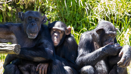 Chimpanzee Monkeys lazing around on a hot day