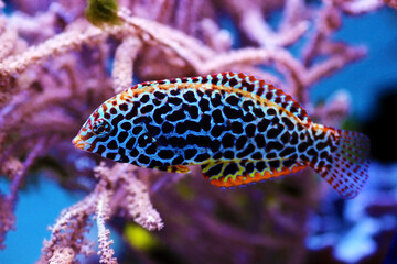 Wall Mural - Blackspotted female Leopard wrasse fish