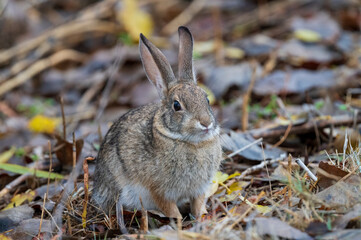 rabbit in the grass