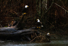 Group Of Multiple Majestic American Bald Eagle Birds Perched On Tree Trunk Rocky River In Rainy Pacific Northwest USA