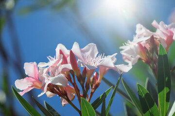 Wall Mural - white Nerium oleander