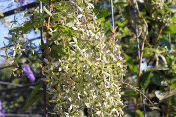 Sticker - Petrea volubilis flower