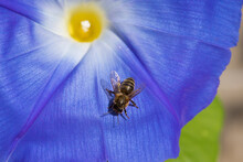 Honey Bee Macro On Edge Of Blue Morning Glory