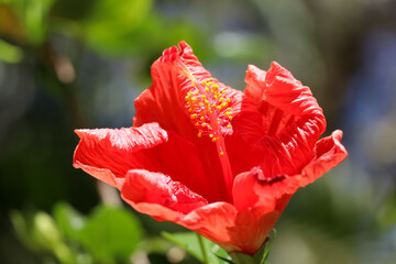 Canvas Print - Hibiscus rosa-sinensis flower