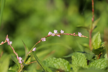 Canvas Print - Vietnamese coriander flower