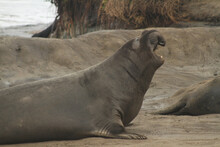 Profile View Of A Northern Elephant Seal (Mirounga Angustirostris) With Its Mouth Open. 