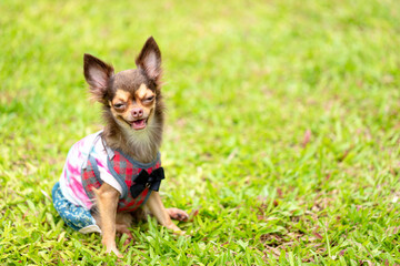 Long haired chihuahua dog playing