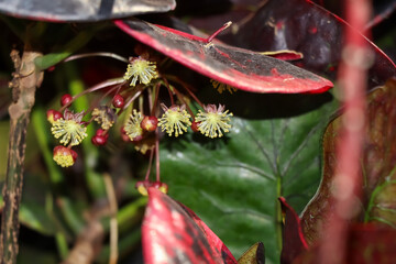 Sticker - Codiaeum variegatum flower