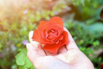 Canvas Print - rose flower