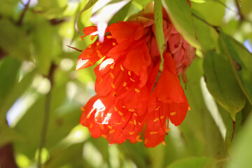 Sticker - red Rose of Venezuela flower