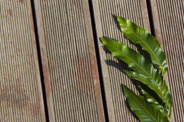 Sticker - Chestnut Leaves on Wood Deck