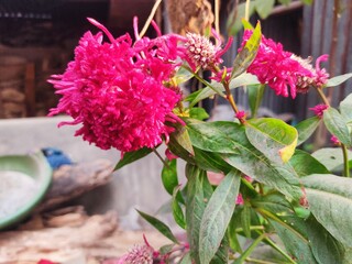 Beautiful Wrap flowers fresh morning on nature