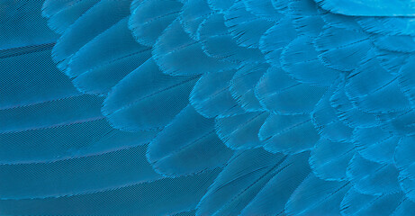 Wall Mural - Blue macaw feathers in closeup